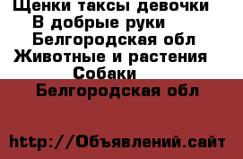 Щенки таксы-девочки!  В добрые руки!!!  - Белгородская обл. Животные и растения » Собаки   . Белгородская обл.